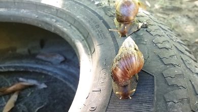 La presencia de esta plaga representa un peligro para la salud. (Captura de pantalla © sembrandounpais-YouTube)