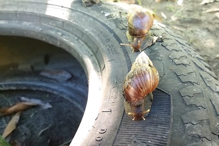 Alerta en Camagüey por invasión del caracol gigante africano