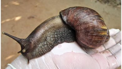 Caracol gigante africano, es mejor tocarlo con guantes o bolsas, pues posee parásitos. Imagen de referencia. (Captura de pantalla © Fitosanitario del Estado Mag Costa Rica- YouTube)