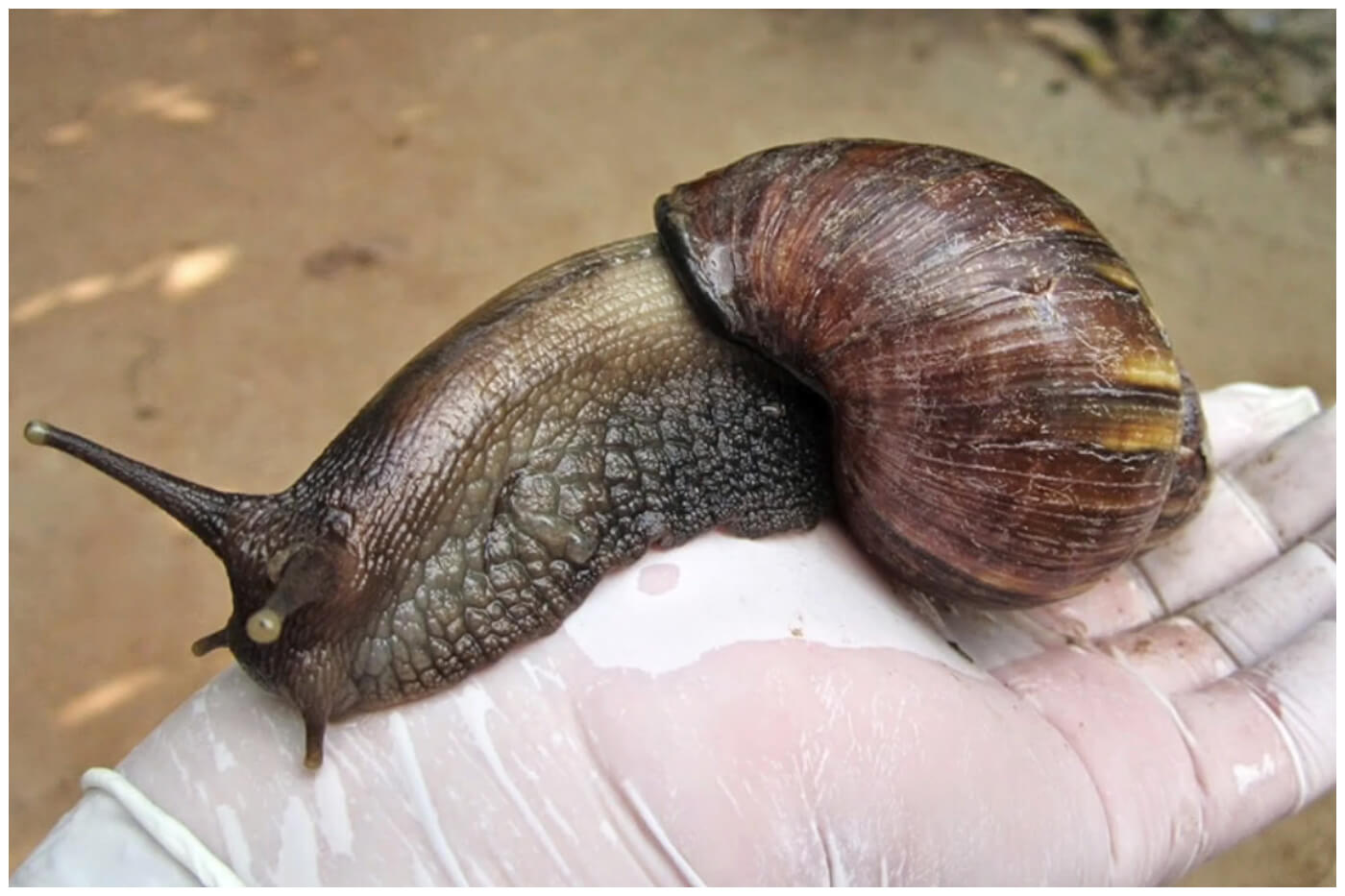 Caracol gigante africano, es mejor tocarlo con guantes o bolsas, pues posee parásitos. Imagen de referencia. (Captura de pantalla © Fitosanitario del Estado Mag Costa Rica- YouTube)