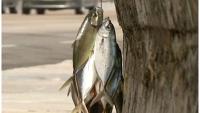 La pesca en Cuba ha disminuido en comparación con décadas anteriores. (Captura de pantalla © DW Español- YouTube)