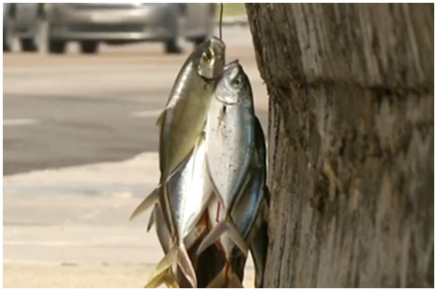 La pesca en Cuba ha disminuido en comparación con décadas anteriores. (Captura de pantalla © DW Español- YouTube)