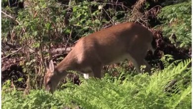 Ciervo endémico de laa península de Florida, en peligro de extinción. Imagen de referencia. (Captura de pantalla © NaturaEs- YouTube)