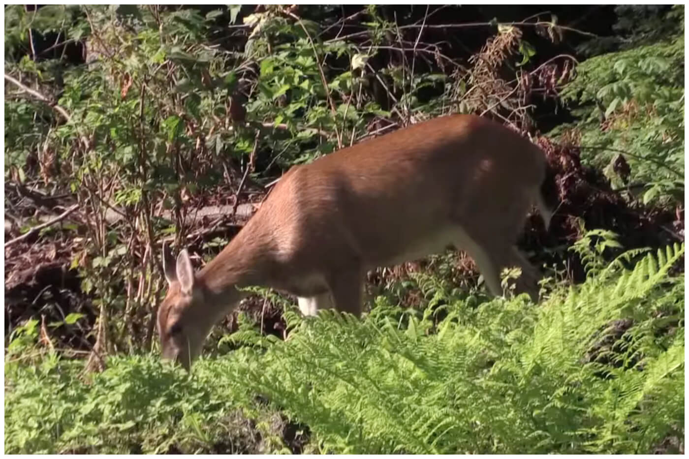 Ciervo endémico de laa península de Florida, en peligro de extinción. Imagen de referencia. (Captura de pantalla © NaturaEs- YouTube)