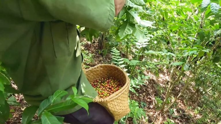 Campesinos cubanos exigen una paga justa: les dan un dólar por cada lata de café