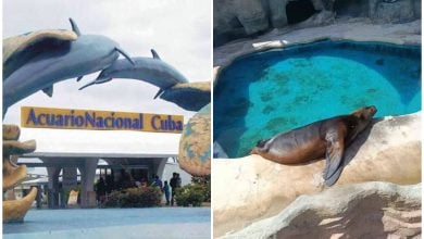 La denuncia señala que los animales se encuentran en pésimas condiciones. (Foto © La Tijera-Facebook)