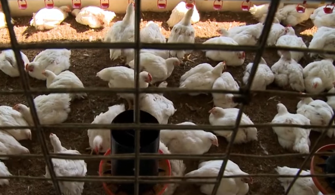 Imagen ilustrativa de una granja de gallinas en la Isla. (Captura de pantalla © Cubavisión Internacional-YouTube)