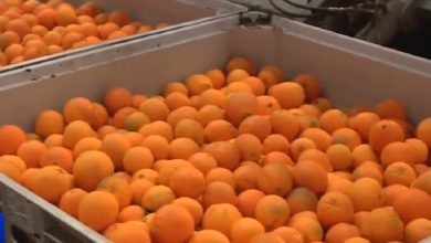 Mandarinas siendo empacadas. (Captura de pantalla © CGTN Español-YouTube)