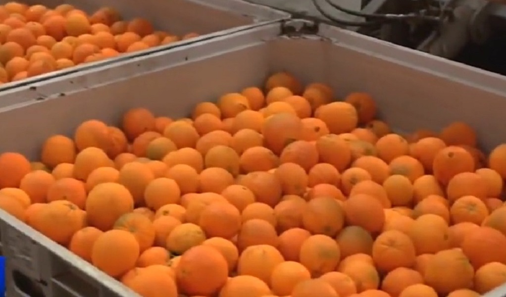 Mandarinas siendo empacadas. (Captura de pantalla © CGTN Español-YouTube)