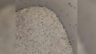 Las bolsas de donativos están llenas de bichos. (Captura de pantalla © Mario J. Pentón-Facebook)