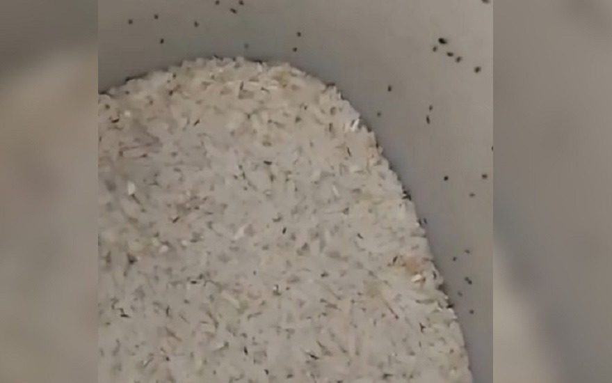 Las bolsas de donativos están llenas de bichos. (Captura de pantalla © Mario J. Pentón-Facebook)