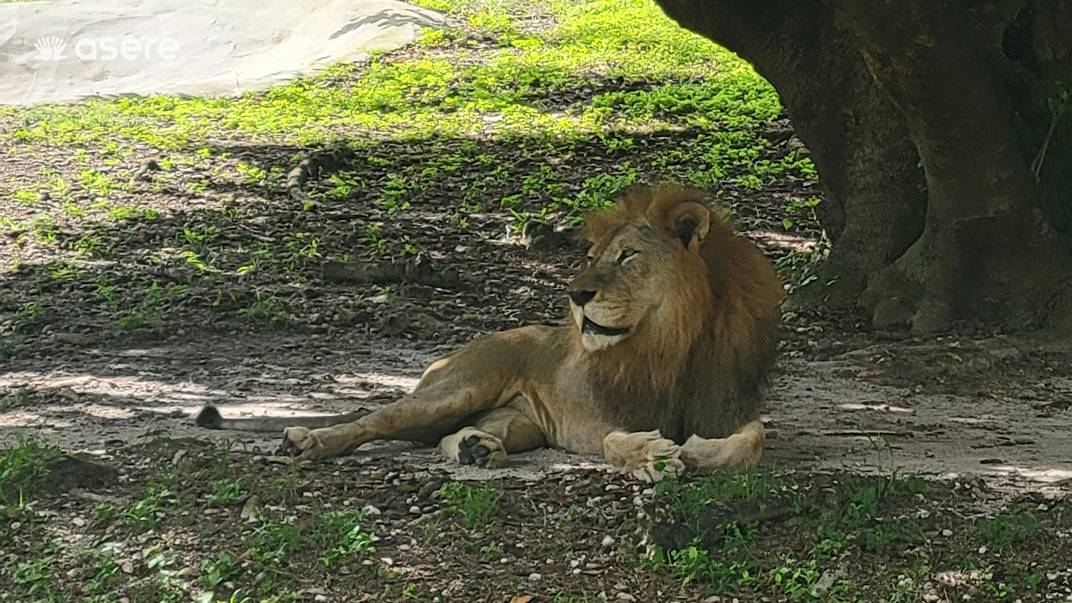 Imagen de un león en el Zoológico de Miami. (Foto © Asere Noticias)