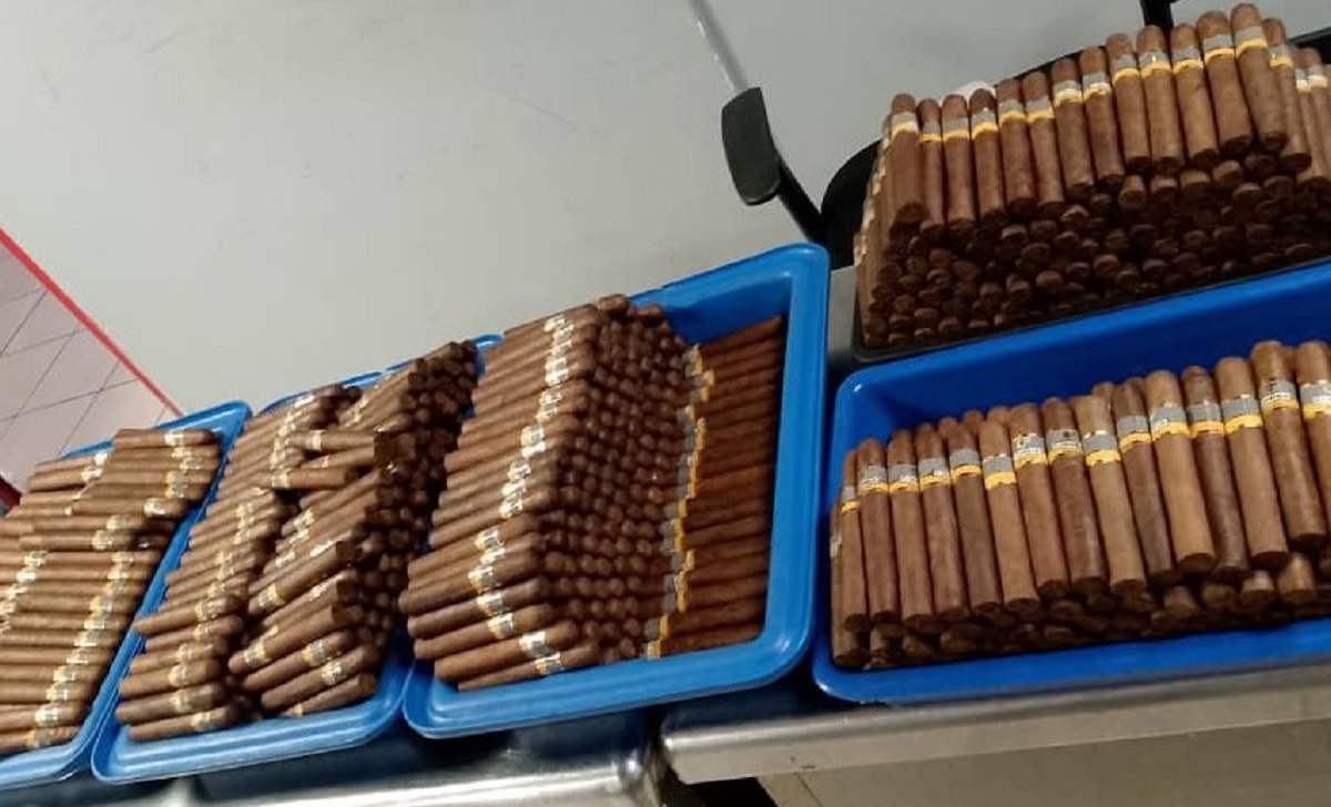 En total, las autoridades encontraron más de 2.200 tabacos. (Foto © vicejefeagr-Twitter)