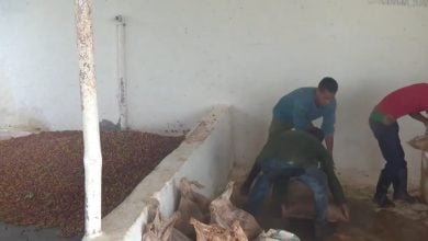 Imagen ilustrativa de la zafra cafetera en Cuba. (Captura de pantalla © TVSolvision-YouTube)