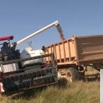 Cultivo de arroz en Cuba. (Captura de pantalla © Canal Caribe-YouTube)