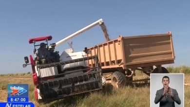 Cultivo de arroz en Cuba. (Captura de pantalla © Canal Caribe-YouTube)