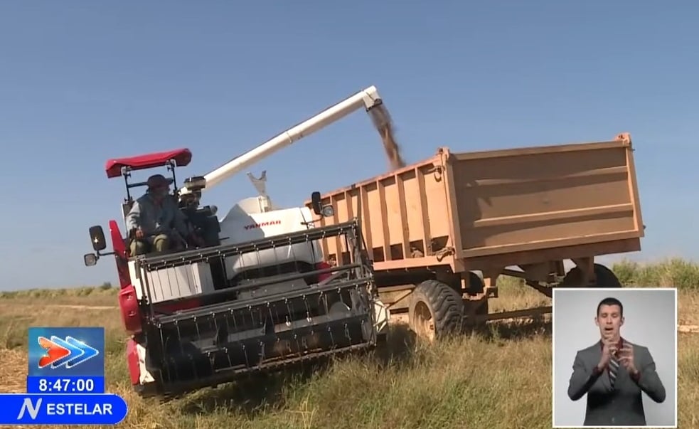 Cultivo de arroz en Cuba. (Captura de pantalla © Canal Caribe-YouTube)