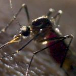 Las autoridades no pueden frenar la propagación de los mosquitos. (Captura de pantalla © PrimalShutter-YouTube)