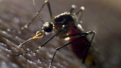 Las autoridades no pueden frenar la propagación de los mosquitos. (Captura de pantalla © PrimalShutter-YouTube)