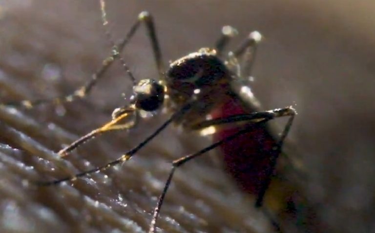 MINSAP reporta más de 400 casos de chikungunya en una sola jornada