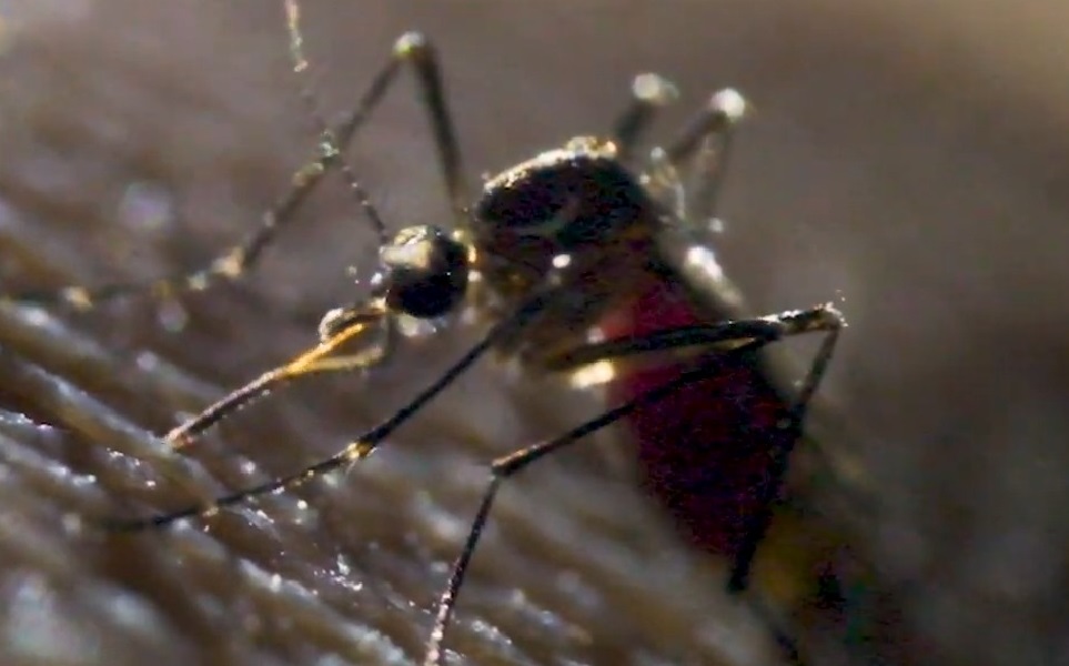 Las autoridades no pueden frenar la propagación de los mosquitos. (Captura de pantalla © PrimalShutter-YouTube)