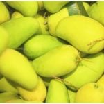 Mangos, una de las frutas más representativas de Cuba. (Captura de pantalla © GREEN- YouTube)