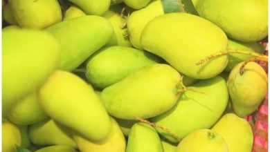 Mangos, una de las frutas más representativas de Cuba. (Captura de pantalla © GREEN- YouTube)