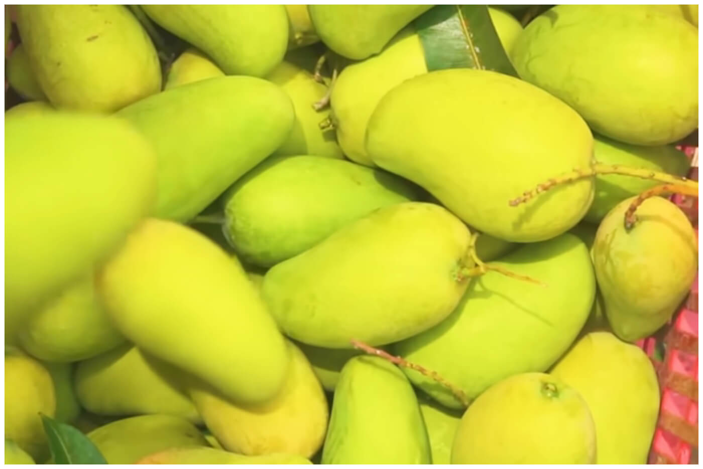 Mangos, una de las frutas más representativas de Cuba. (Captura de pantalla © GREEN- YouTube)