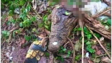 El animal fue encontrado destazado, removieron toda la carne y solo dejaron la cabeza y parte de la cola. (Foto © La Tijera- Facebook)