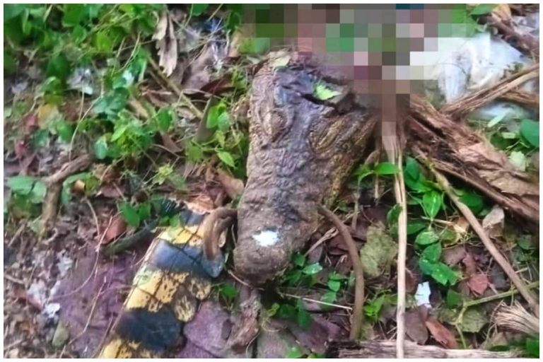 Así está la crisis: cubanos se comieron al cocodrilo que escapó del zoológico