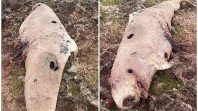 Se pidió a la población no tocar el cachalote varado por riesgo sanitario. (Foto © Empresa Flora y Fauna Matanzas- Facebook)