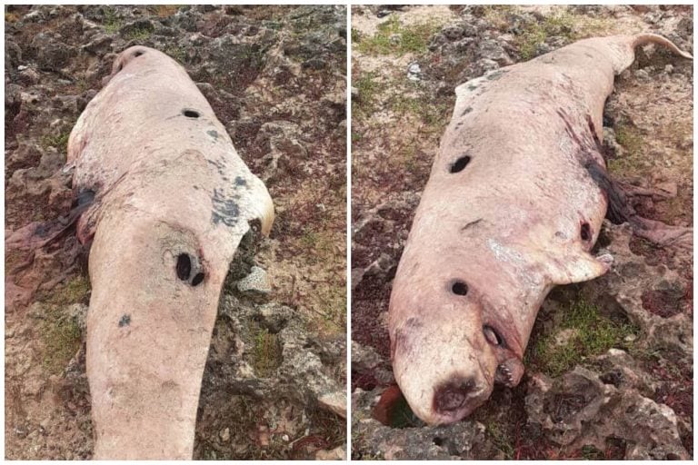 Raro ejemplar de cachalote pigmeo aparece muerto en playa de Matanzas