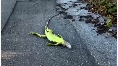 Las iguanas caen de los árboles, rígidas por el frío, pero pueden sobrevivir. (Captura de pantalla © Noticias Telemundo- YouTube)