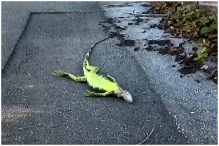 Florida autoriza captura de iguanas congeladas ante intensa ola invernal