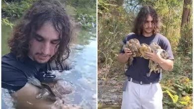 Veterinario cubano liberó tortugas en un lago. (Jose_ibrain- Instagram)