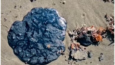 El crudo ha afectado playas y manglares, dejando tortugas marinas y delfines muertos en dos estados diferentes. (Captura de pantalla © Imagen Noticias- YouTube)