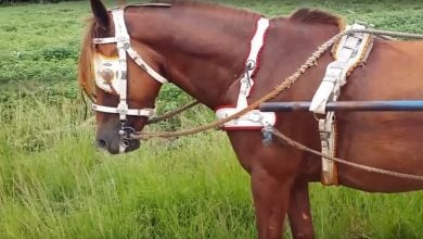 Imagen ilustrativa de un caballo en el campo. (Captura de pantalla © Del Cerro Soy-YouTube)