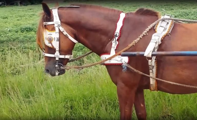 Denuncian toda una mafia de robo de caballos en varias provincias de Cuba