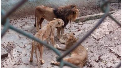 Leones famélicos en zoológico cubano. (Captura de pantalla © Yanaris Álvarez- Facebook)
