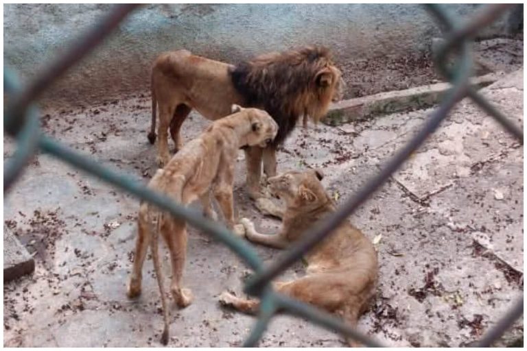 Denuncian que leones se mueren de hambre en zoológico de Cuba