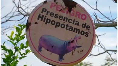 Los hipopotamos se habían convertido en un atractivo turístico de Colombia. (Captura de campaña © Luisito Comunica- YouTube)