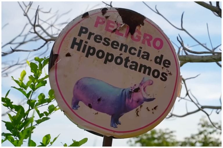 Colombia aprueba eutanasia para hipopótamos de Pablo Escobar