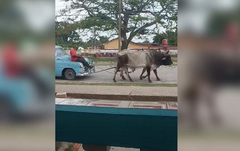 Almendrón tirado por bueyes en Pinar del Río expone la crisis en Cuba